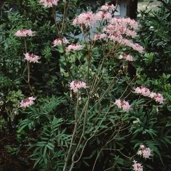 FPS504/FP504: Rhododendron canescens Pink Pinxter Azalea, Florida  Honeysuckle