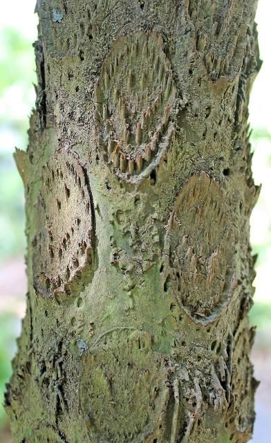 Figure 5. Bark—Sphaeropteris cooperi: Australian tree fern