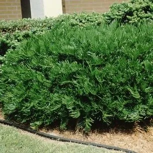 FPS-617/FP617: Zamia floridana Coontie
