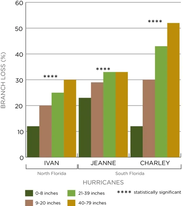 Bar chart comparing branch loss percentages across three hurricanes (Ivan, Jeanne, Charley) in North and South Florida. Bars in four colors represent different rainfall ranges, with higher branch loss observed at increased rainfall levels, and statistically significant differences marked by asterisks.
