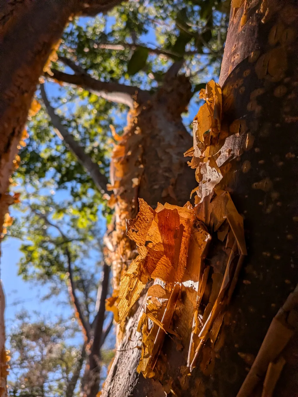 Corteza del árbol de gumbo limbo o almácigo que se desprende con una consistencia parecida al papel como si el tronco estuviera perdiendo la piel.