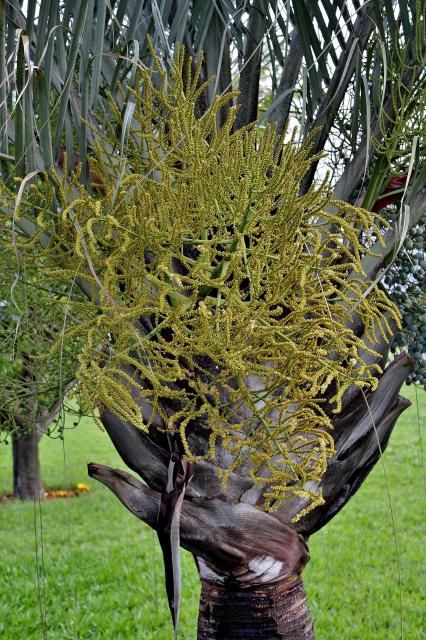 Figure 2. A mature inflorescence that has emerged from the base of the petiole of Dypsis decaryi.