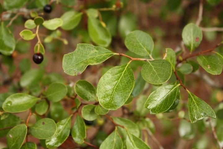Figure 1. Leaves and fruit of Vaccinium arboreum.