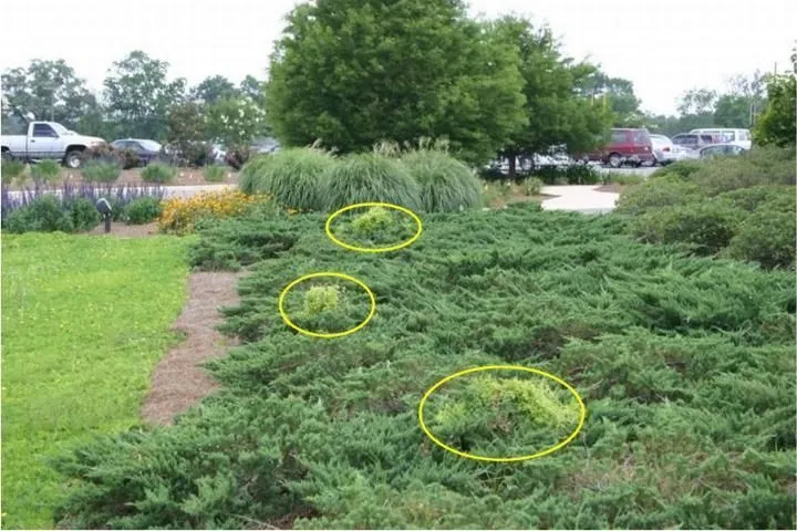 Figura 4. En este paisaje se distinguen tres parches de vegetación de color verde claro entre los arbustos de color verde oscuro. Estos tres parches constituyen infestaciones del helecho trepador japonés, que ha sido introducido por aplicaciones de paja de pino comercial.