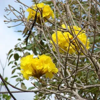 FOR303/FR371: Tabebuia serratifolia, Yellow Trumpet Tree