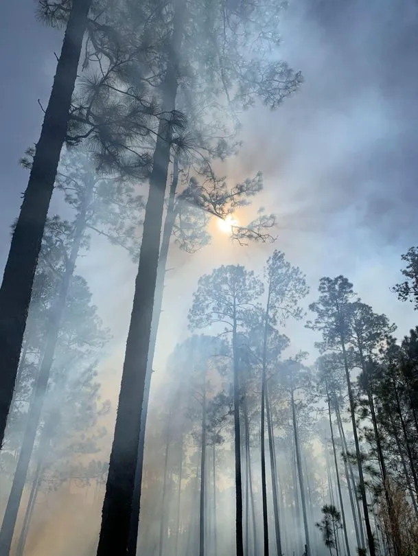 View looking upward through a pine forest with smoke drifting between the tree trunks. Sunlight filters through the hazy smoke and pine canopy, creating an atmospheric scene. The tall longleaf pine trees have dark, fire-charred bark at their bases, and the smoke partially obscures visibility in the background, illustrating how smoke can persist and travel through forest ecosystems.