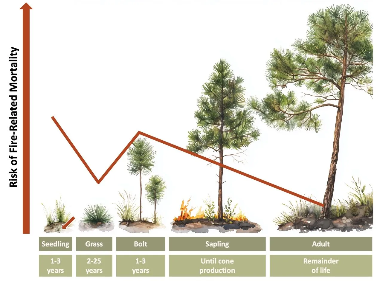 A conceptual diagram showing the risk of mortality during a fire differs between the five life stages of longleaf pine growth. The risk is highest for seedlings then sharply declines for the grass stage. The risk then increases sharply for the bolt stage, but not as high as the risk for seedlings. The risk then gently decreases for the sapling stage until it reaches the lowest risk for Adults.