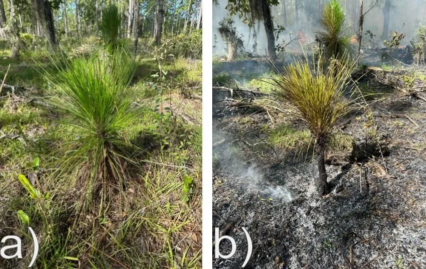 A two part image of the same longleaf pine between the grass and bolt stages. The left side, labeled "a,"  is unburned and undamaged and the right side labeled "b" is burned with the outside of the needles scorched but the inner needles remaining intact.