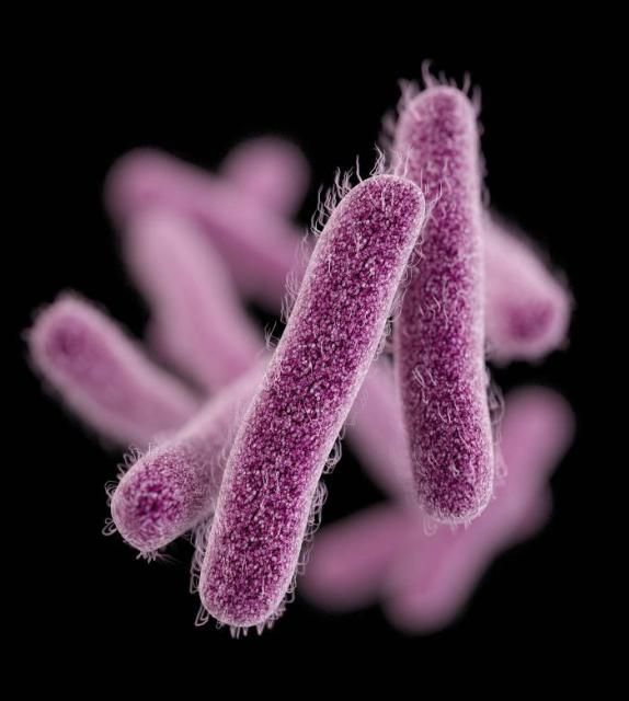 Figure 1. Computer-generated image of a number of rod-shaped, drug-resistant Shigella bacteria, based upon scanning electron micrographic imagery.