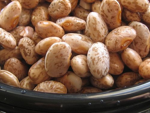 Figure 5. Pinto