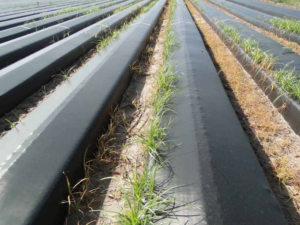 Nutsedge infestation on the edge of strawberry beds caused by poor distribution of fumigants injected through the drip tape.