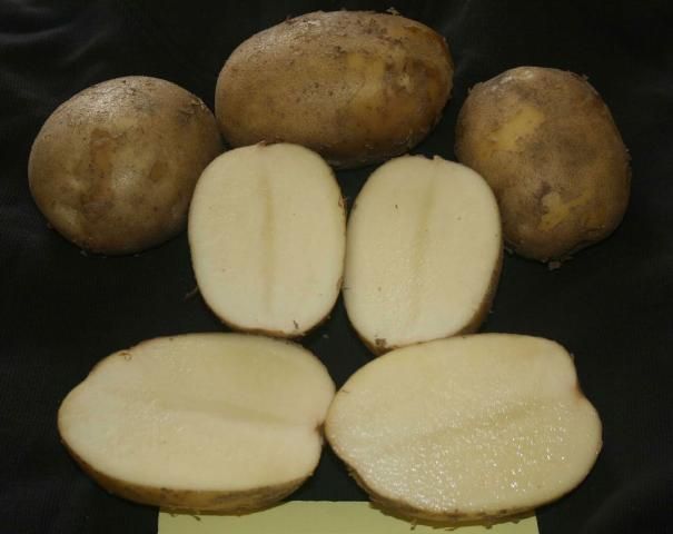 Figure 1. Typical tuber set and internal flesh color of 'Elkton'.