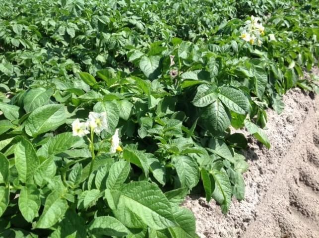 Figure 2. 'Elkton' plants during flowering stage.
