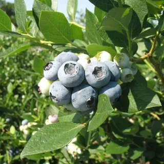 HS1245/HS1245: Southern Highbush Blueberry Cultivars from the