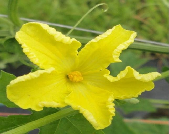 Figure 5. Bitter melon's male flower.