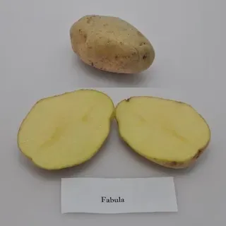HS1294/HS1294: University of Florida Potato Variety Trials Spotlight ...