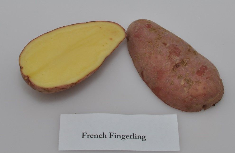 overhead picture of a halved potato. The half on the left faces up to show yellow internal flesh color. The half on the right faces down to show the reddish outer skin. A piece of paper  below it reads "French Fingerling"