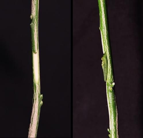 Figure 7. Chip budding.
