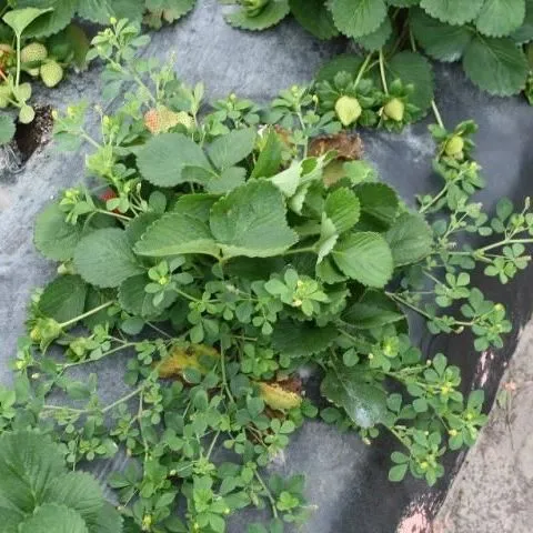 Ask IFAS: Topic - Fabaceae