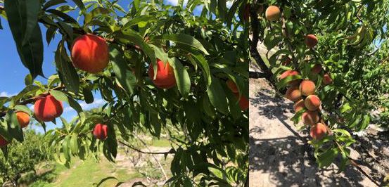 Figure 12. Fruit color comparison in thinned (left), unthinned (right).