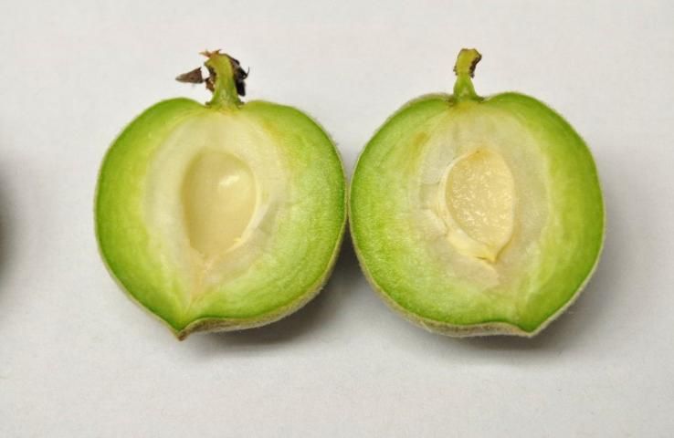 Figure 4. Straight-cut of peach before pit hardening stage.