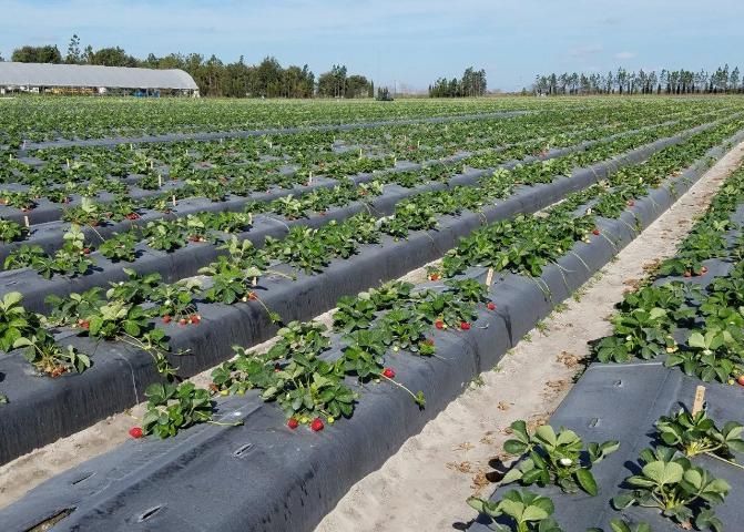 Figure 7. A verification trial at UF/IFAS GCREC.