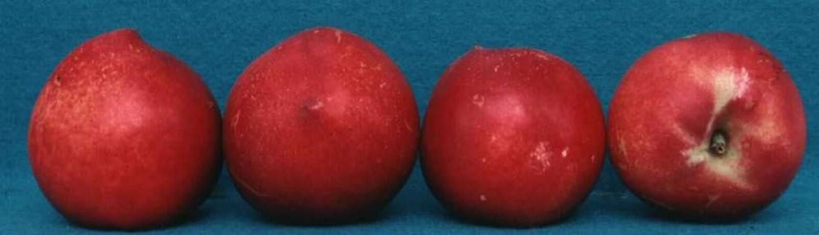 Figure 14. 'UFQueen'