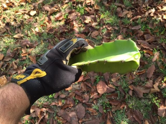 Figure 1. This pitaya cutting can be left to callus and then planted in well-draining soil mix.