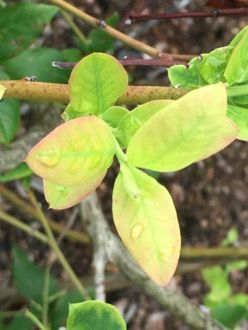 Figure 1. Nitrogen deficiency symptoms.
