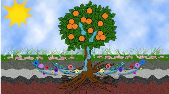 Figure 1. During the water uptake by the plant, the dissolved mineral nutrients get taken up by the plant and distributed throughout the canopy.