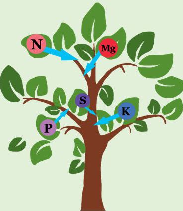 Figure 1. During the water uptake by the plant, the dissolved mineral nutrients get taken up by the plant and distributed throughout the canopy.