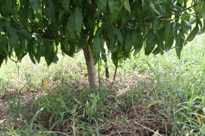 Figure 7. Remove all growth, including suckers, within two feet of the ground.