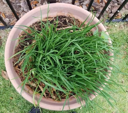 Figure 2. Chinese leek plants grown in a pot in a garden in Gainesville.