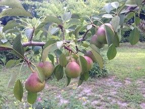 Figure 16. 'Tenn' Pear.