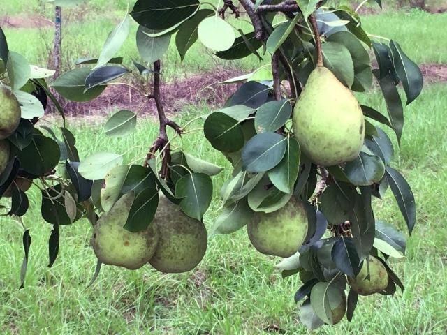 Figure 13. 'Le Conte' pear.