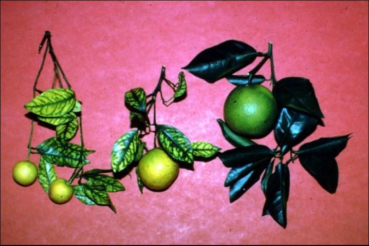 Figure 23. Zinc (Zn) deficiency.