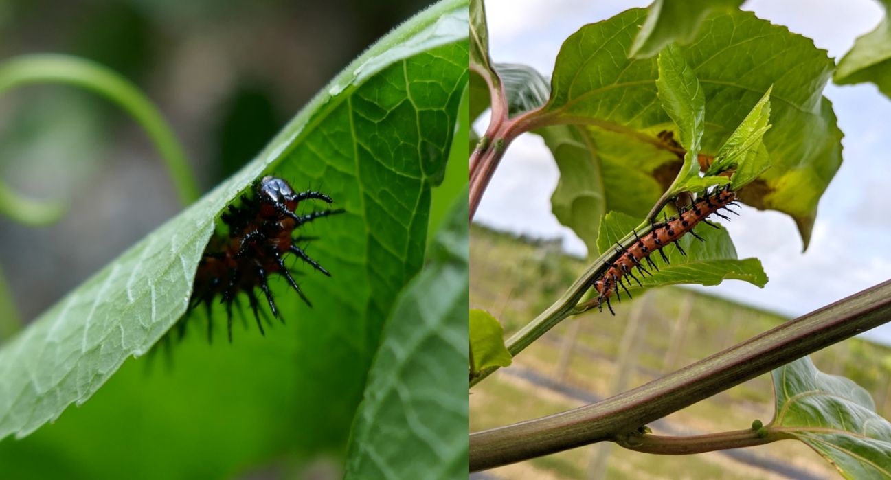 Oruga Speyeria del Golfo alimentándose de hojas. 