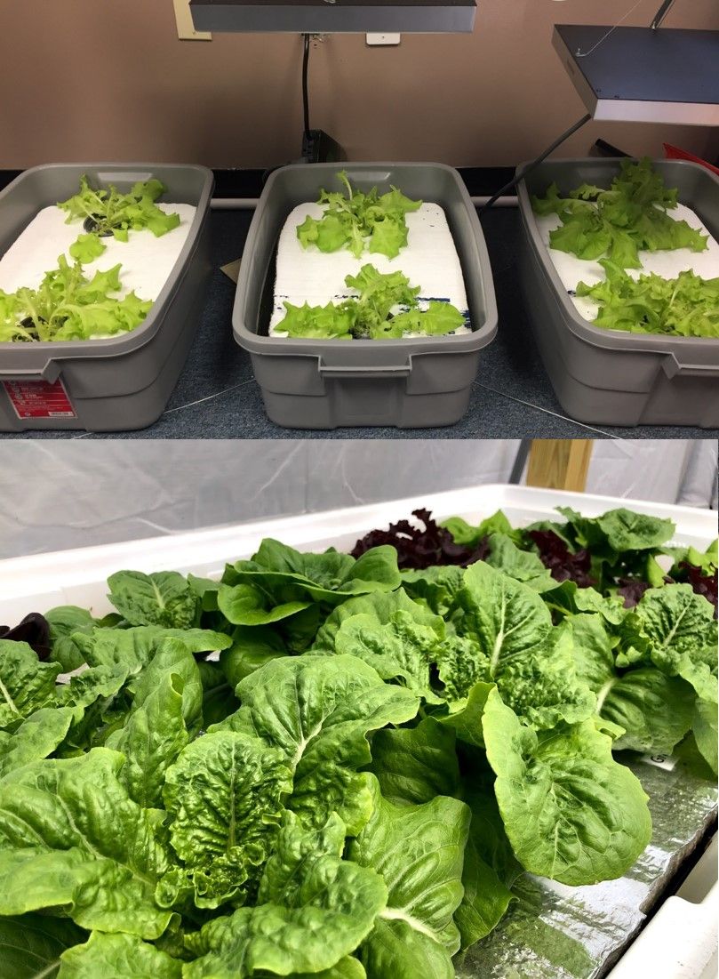 Dos sistemas hidropónicos flotantes para producir lechuga.