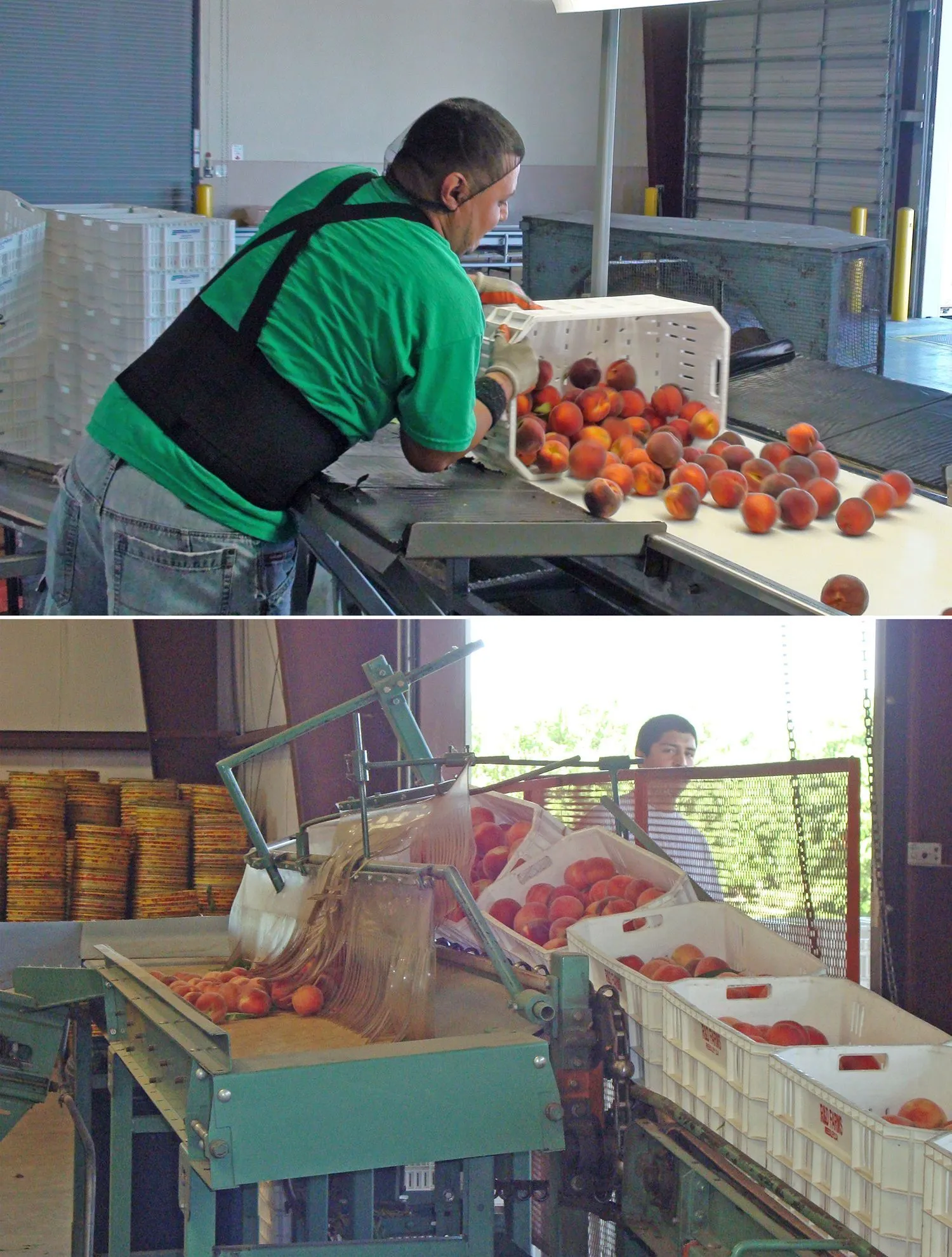 Manual (above) and automated (below) dumping of peaches from field boxes onto the packingline.