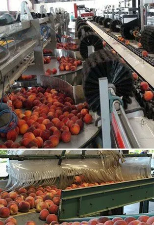 Counter directional soft bristle brushes (above) and plastic curtains (below) are used to decelerate peaches to reduce mechanical damage on the packingline.