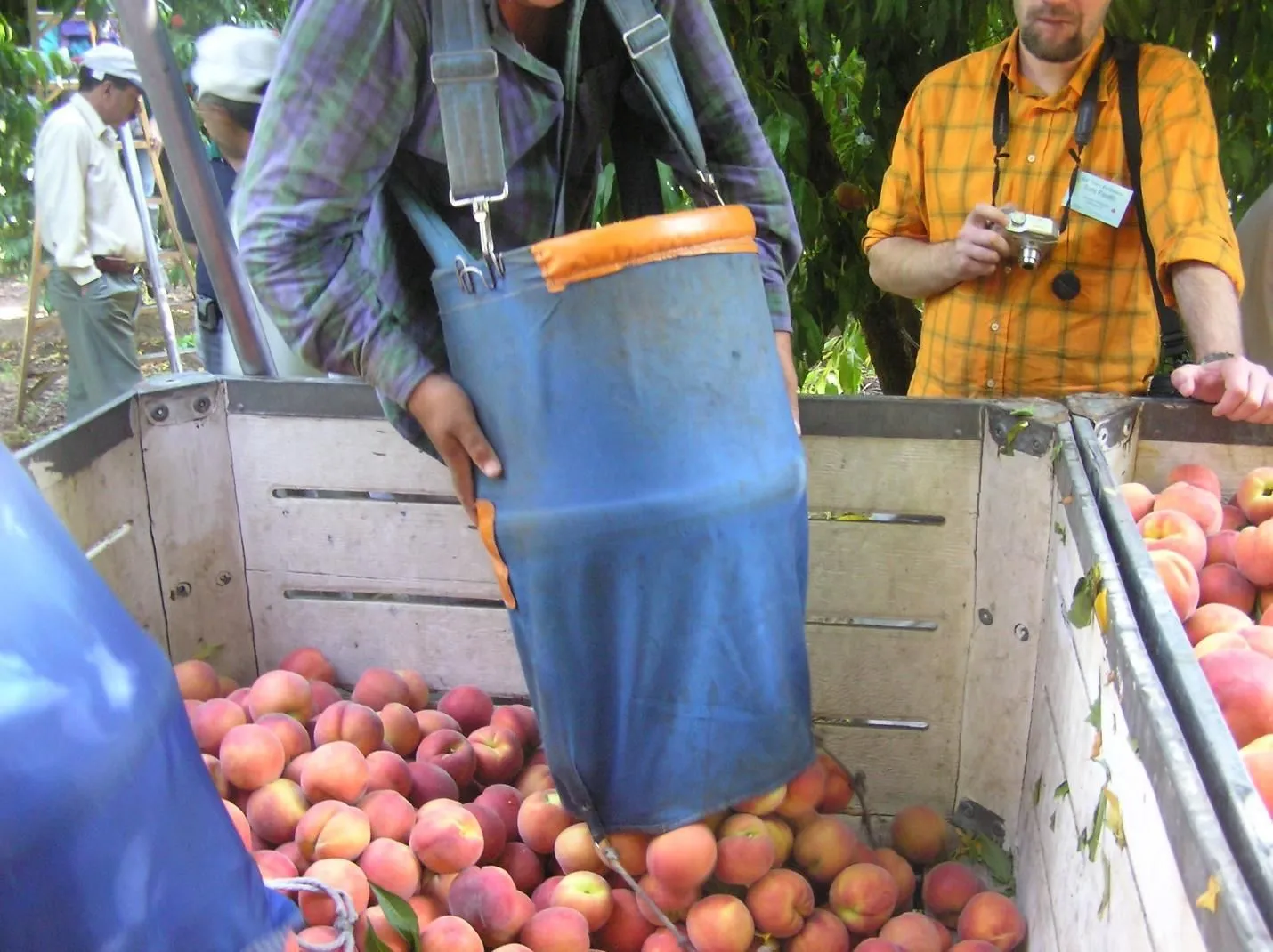 Harvester emptying fruit into a bin through the flap at the bottom of the picking bag.