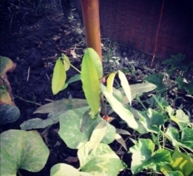 Achachairu plant intercropped with cucumber.