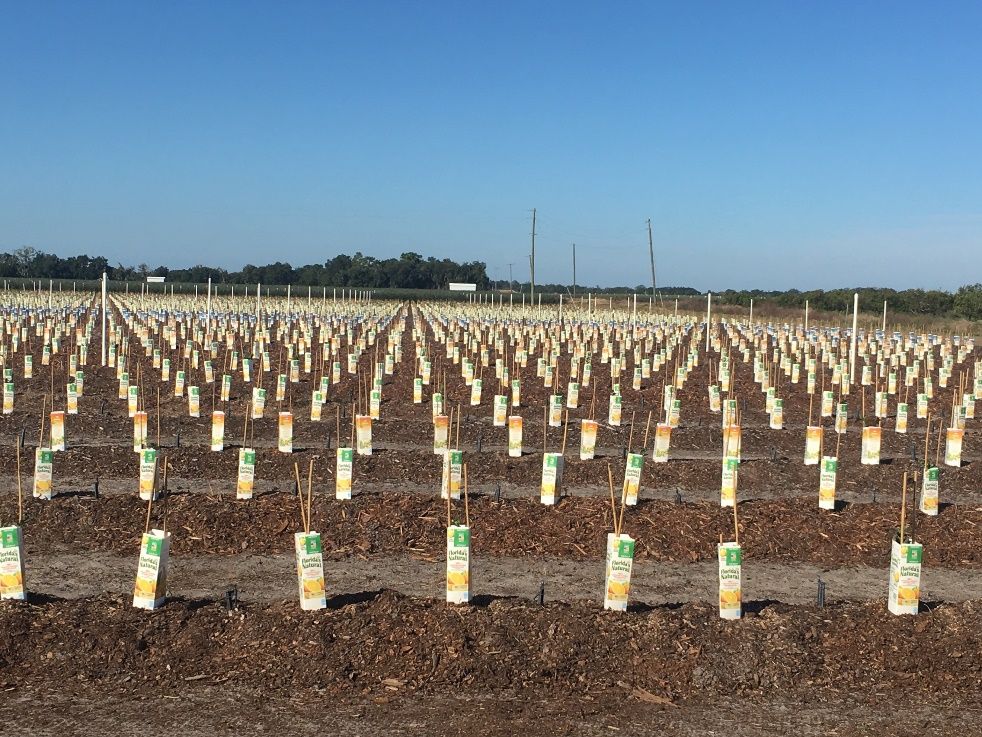 Juice cartons used to train new plants for narrow crowns.