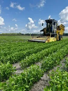 Tractor harvests snapbeans as it moves over rows of the crop growing in the field.
