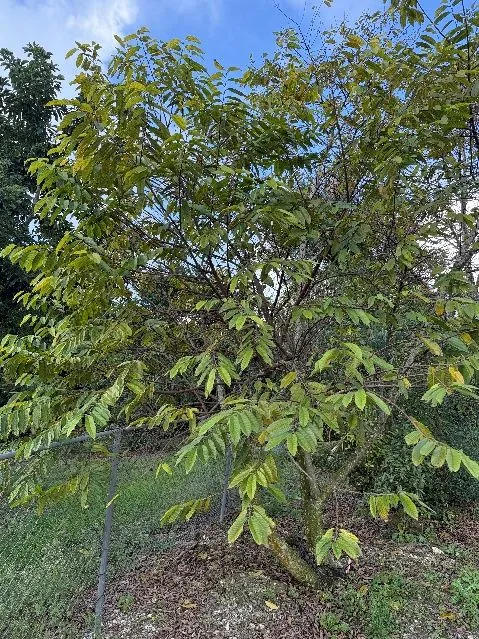 Medium-sized tree with green leaves and many branches in a vase shape, situated on a grassy area.
