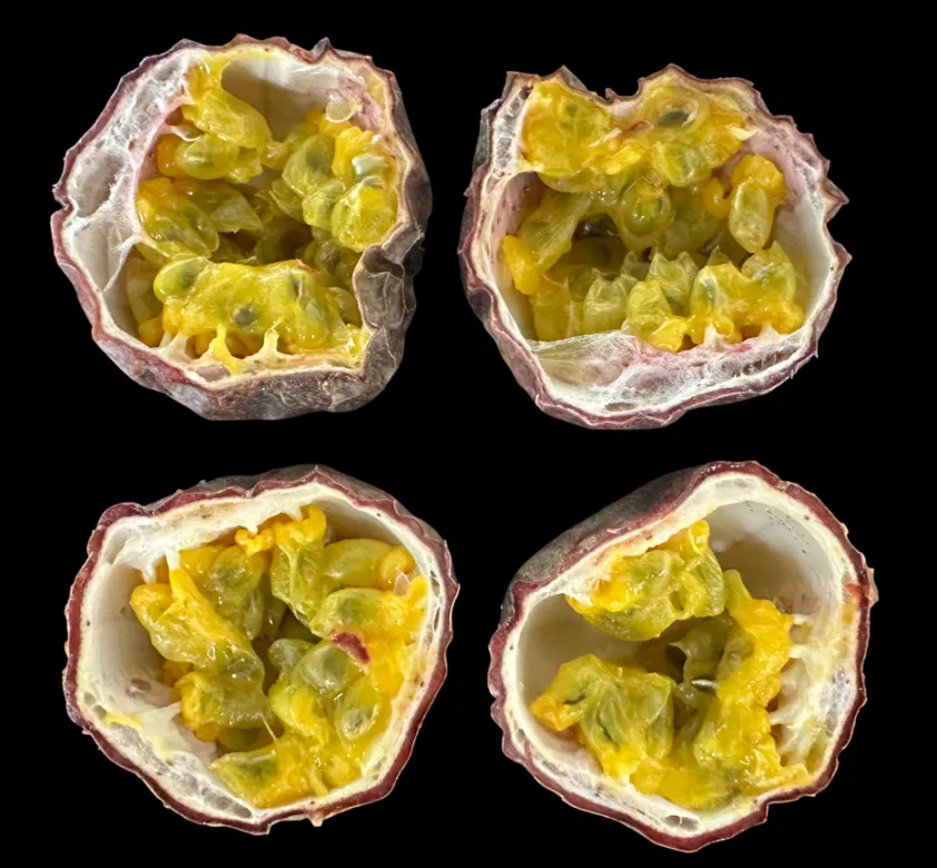Halved passion fruit with shriveled, misshaped peels and flesh and partly dried pulp.