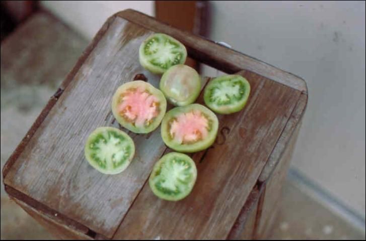 Figure 23. Tomato fruits with gray-wall from cool, cloudy environment.