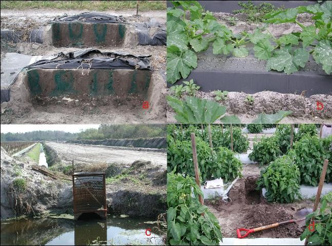 Figure 1. Vegetable crops grown in Florida with seepage irrigation and drip irrigation; a) water moves laterally when it reaches the spodic layer on an Acona fine sand, b) holes in the plastic are made by the fertilizer injection wheel, c) water control structures, and d) cantaloupe grown with drip irrigation.