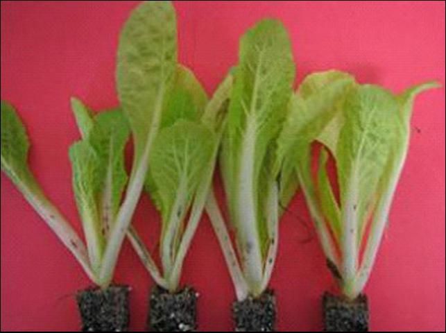Figure 4.  Pepper spot on Napa cabbage transplants.