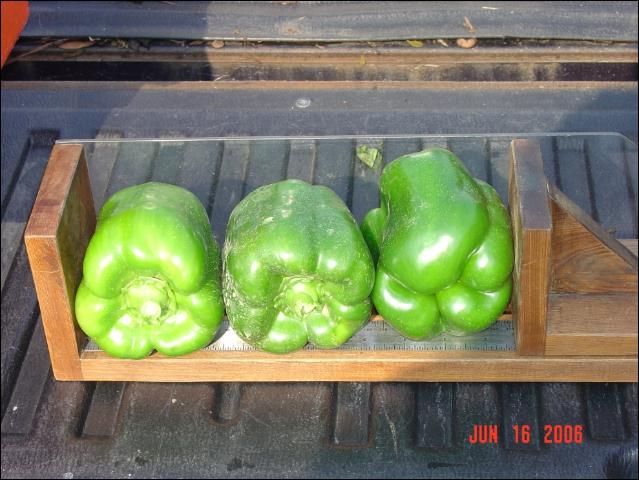 Figure 2. Pepper fruit size measurements.